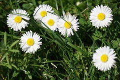 SRETAN USKRS - 2020 (26)